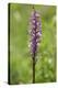 Dactylorhiza, blossom, close-up-David & Micha Sheldon-Stretched Canvas