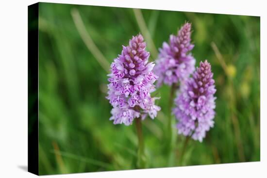 Dactylorhiza fuchsii-Angela Marsh-Premier Image Canvas