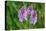 Dactylorhiza fuchsii-Angela Marsh-Premier Image Canvas