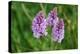 Dactylorhiza fuchsii-Angela Marsh-Premier Image Canvas