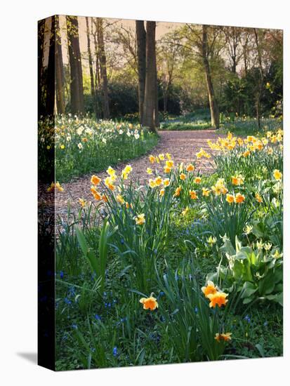 Daffodil Along Path in Woodland Spring Garden-Anna Miller-Premier Image Canvas