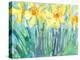 Daffodil Blooms I-Samuel Dixon-Stretched Canvas