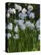 Daffodil Blooms-Anna Miller-Premier Image Canvas