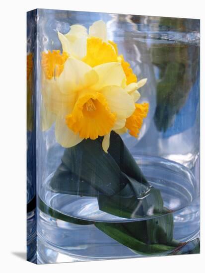 Daffodil Blooms-Anna Miller-Premier Image Canvas