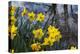 Daffodil Blooms-Anna Miller-Premier Image Canvas