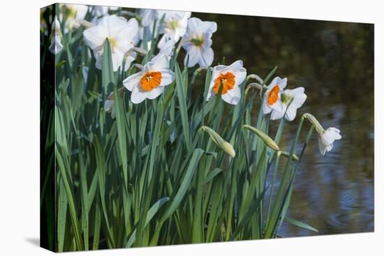 Daffodil Blooms-Anna Miller-Premier Image Canvas