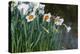 Daffodil Blooms-Anna Miller-Premier Image Canvas