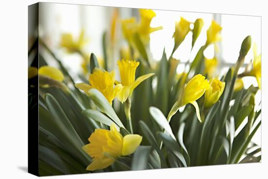 Daffodil Bouquet-Karyn Millet-Premier Image Canvas