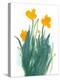 Daffodil Bunch I-Jacob Green-Stretched Canvas
