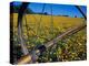 Daffodil Farm in the Willamette Valley, Oregon, USA-Janis Miglavs-Premier Image Canvas