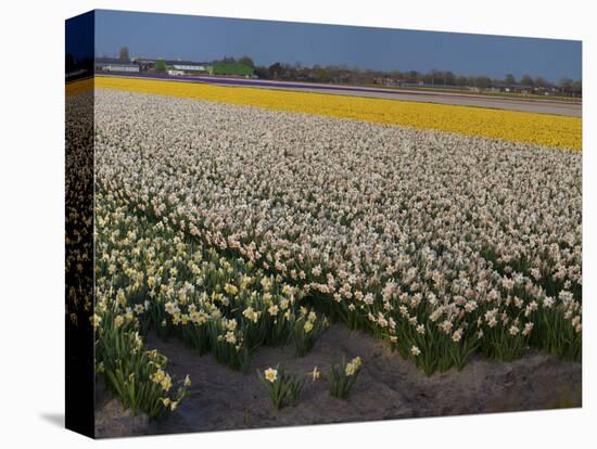 Daffodil Flower Fields in Famous Lisse, Holland-Anna Miller-Premier Image Canvas
