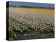 Daffodil Flower Fields in Famous Lisse, Holland-Anna Miller-Premier Image Canvas