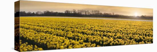 Daffodil Flower Fields in Famous Lisse, Holland-Anna Miller-Premier Image Canvas