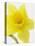 Daffodil Head-null-Premier Image Canvas