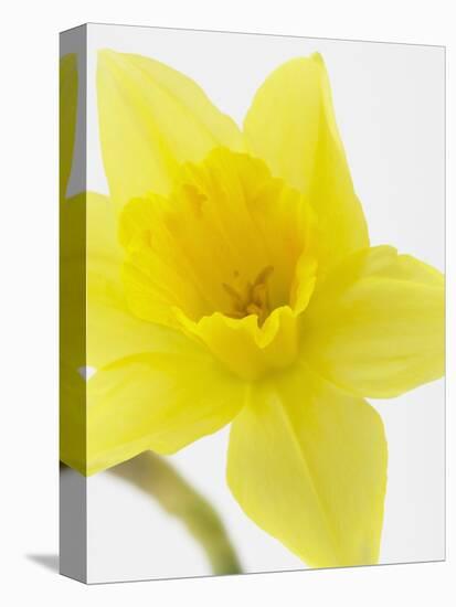 Daffodil Head-null-Premier Image Canvas