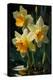 Daffodil I-Vivienne Dupont-Stretched Canvas