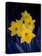 Daffodil in Bloom, New York, New York, USA-Paul Sutton-Premier Image Canvas