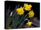 Daffodil in Bloom, New York, New York, USA-Paul Sutton-Premier Image Canvas