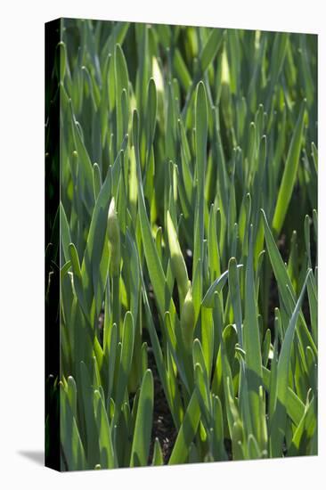 Daffodil Leaves-Anna Miller-Premier Image Canvas