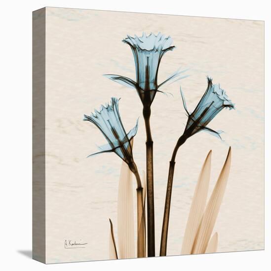 Daffodil Moments-Albert Koetsier-Stretched Canvas