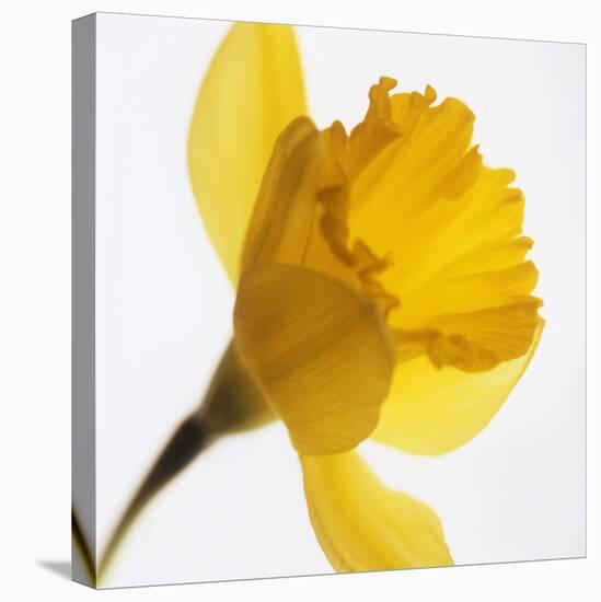 Daffodil (Narcissus Sp.)-Cristina-Premier Image Canvas