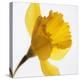 Daffodil (Narcissus Sp.)-Cristina-Premier Image Canvas