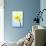 Daffodil (Narcissus Sp.)-Lawrence Lawry-Premier Image Canvas displayed on a wall