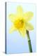 Daffodil (Narcissus Sp.)-Lawrence Lawry-Premier Image Canvas