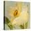 Daffodil Sky II-Lanie Loreth-Stretched Canvas