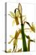 Daffodil Stand-Julia McLemore-Premier Image Canvas