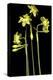 Daffodil-Anna Miller-Premier Image Canvas