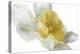 Daffodil-Ruth Day-Premier Image Canvas