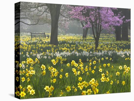 Daffodils and Blossom in Spring, Hampton, Greater London, England, United Kingdom, Europe-Stuart Black-Premier Image Canvas