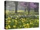 Daffodils and Blossom in Spring, Hampton, Greater London, England, United Kingdom, Europe-Stuart Black-Premier Image Canvas