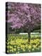 Daffodils and Blossom in Spring, Hampton, Greater London, England, United Kingdom, Europe-Stuart Black-Premier Image Canvas