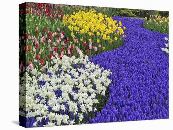 Daffodils and Grape Hyacinth, Keukenhof Gardens, Lisse, Netherlands-Adam Jones-Premier Image Canvas