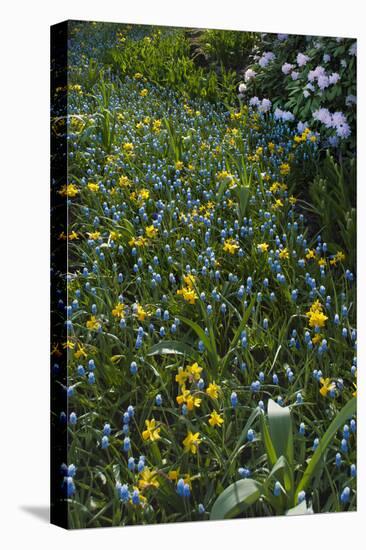 Daffodils and Grape Hyacinth-Anna Miller-Premier Image Canvas