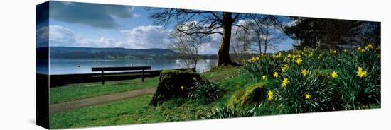 Daffodils at the Lakeside, Lake Windermere, English Lake District, Cumbria, England-null-Premier Image Canvas