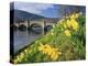 Daffodils by the River Tay and Wade's Bridge, Aberfeldy, Perthshire, Scotland, UK, Europe-Kathy Collins-Premier Image Canvas