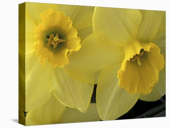 Daffodils, Cache Valley, Utah, USA-Scott T. Smith-Premier Image Canvas