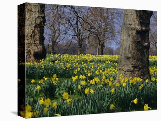 Daffodils Flowering in Spring in Hyde Park, London-Mark Mawson-Premier Image Canvas