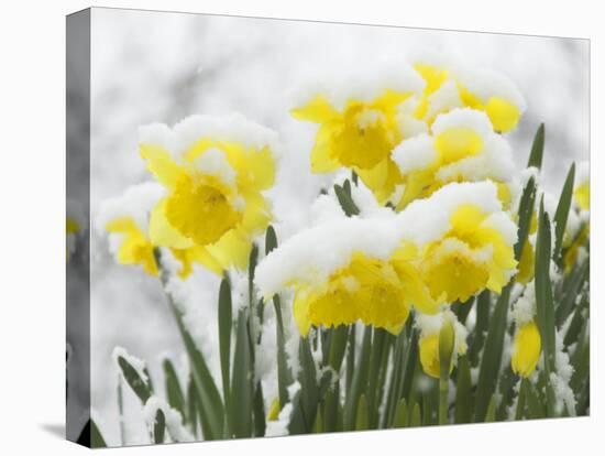 Daffodils Flowers Covered in Snow, Norfolk, UK-Gary Smith-Premier Image Canvas