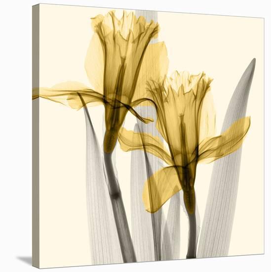 Daffodils II-Steven N^ Meyers-Stretched Canvas