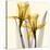 Daffodils II-Steven N^ Meyers-Stretched Canvas