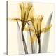 Daffodils II-Steven N^ Meyers-Stretched Canvas