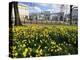 Daffodils in Hyde Park Near Hyde Park Corner, London, England, United Kingdom-Roy Rainford-Premier Image Canvas
