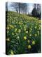 Daffodils in Spring-Jeremy Bright-Premier Image Canvas