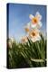 Daffodils in the Fields-Ivonnewierink-Premier Image Canvas