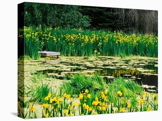 Daffodils Surround a Dock and Lake near Rosario Resort, San Juan Island, USA-Tom Haseltine-Premier Image Canvas