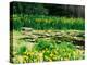 Daffodils Surround a Dock and Lake near Rosario Resort, San Juan Island, USA-Tom Haseltine-Premier Image Canvas